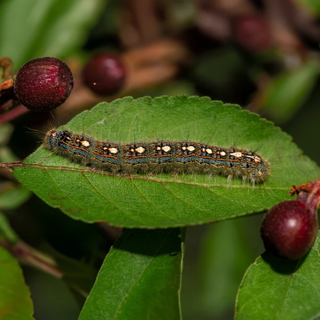 Insecticides